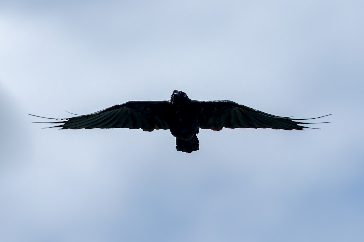 Torresian Crow - ML645543303