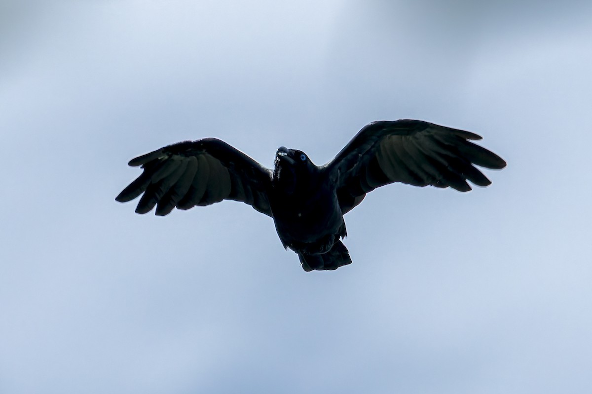 Torresian Crow - ML645543304