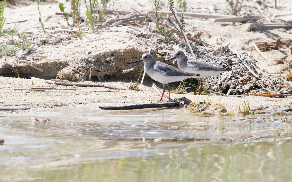 ביצנית אפורה - ML645543314