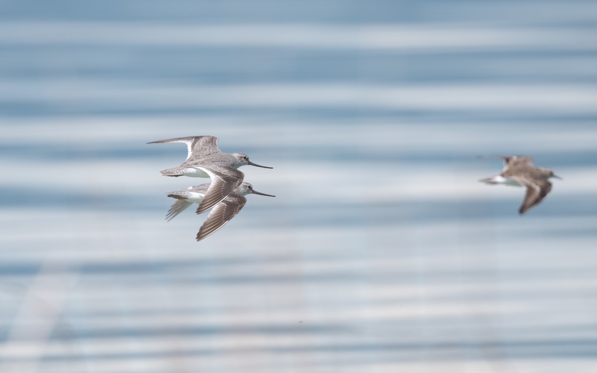 ביצנית אפורה - ML645543315