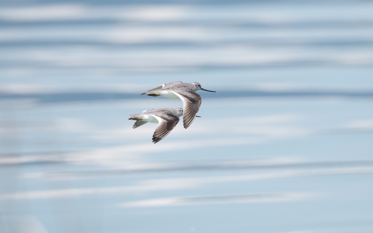 ביצנית אפורה - ML645543316