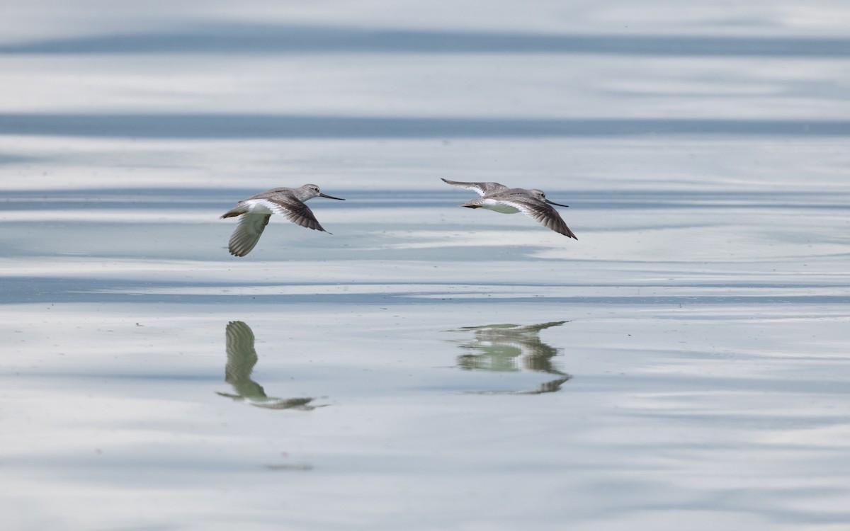 ביצנית אפורה - ML645543317