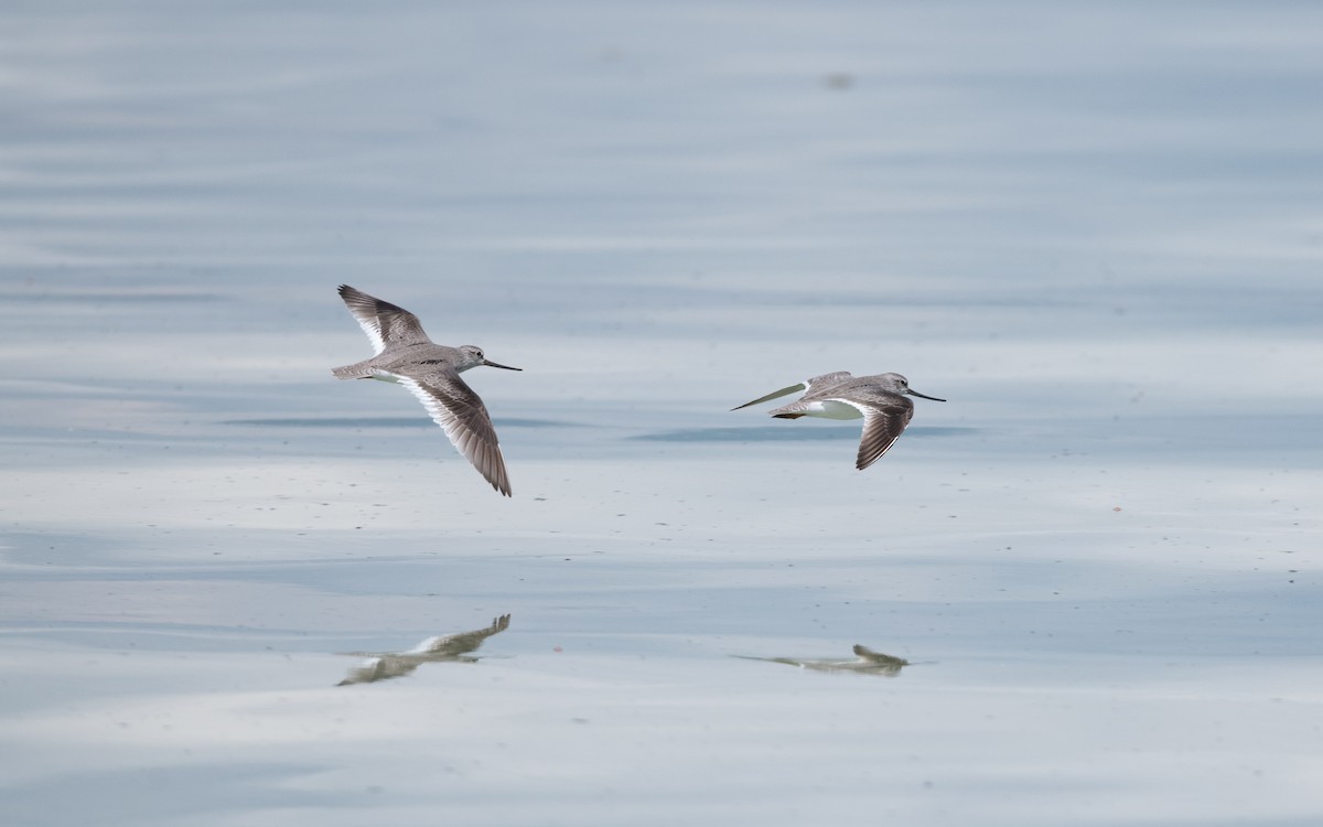 ביצנית אפורה - ML645543318