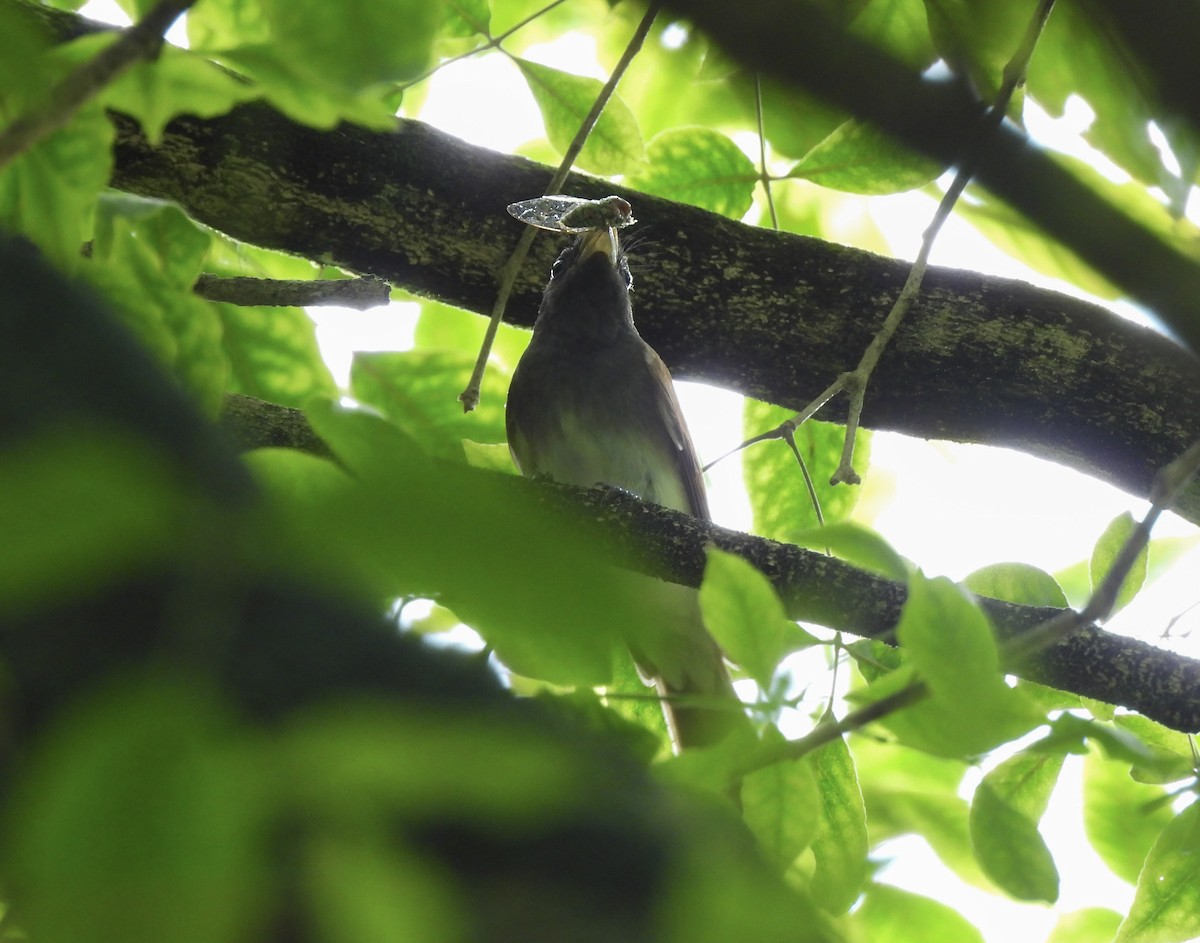 Black Paradise-Flycatcher - ML645543323