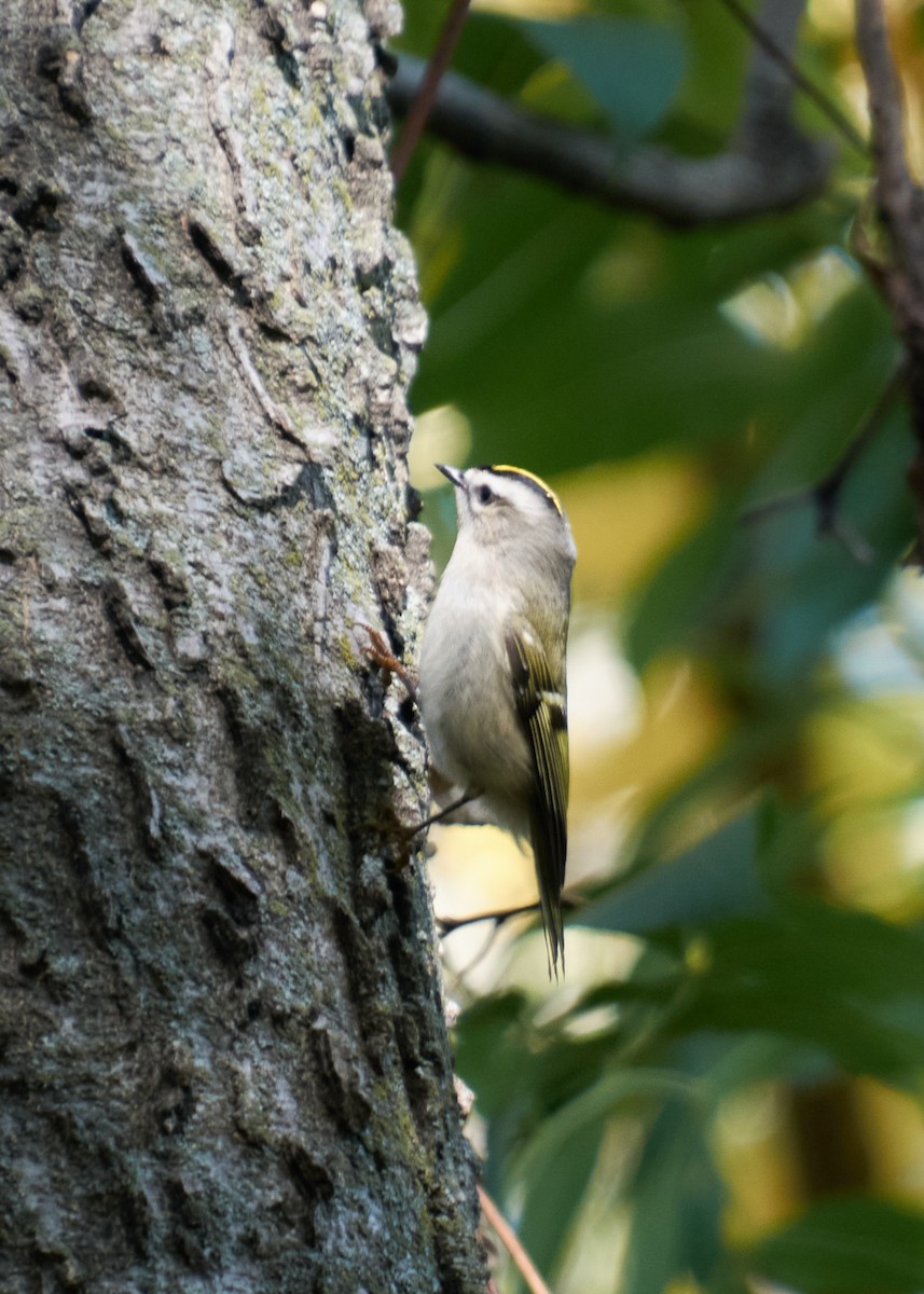 Indianergoldhähnchen - ML645543329