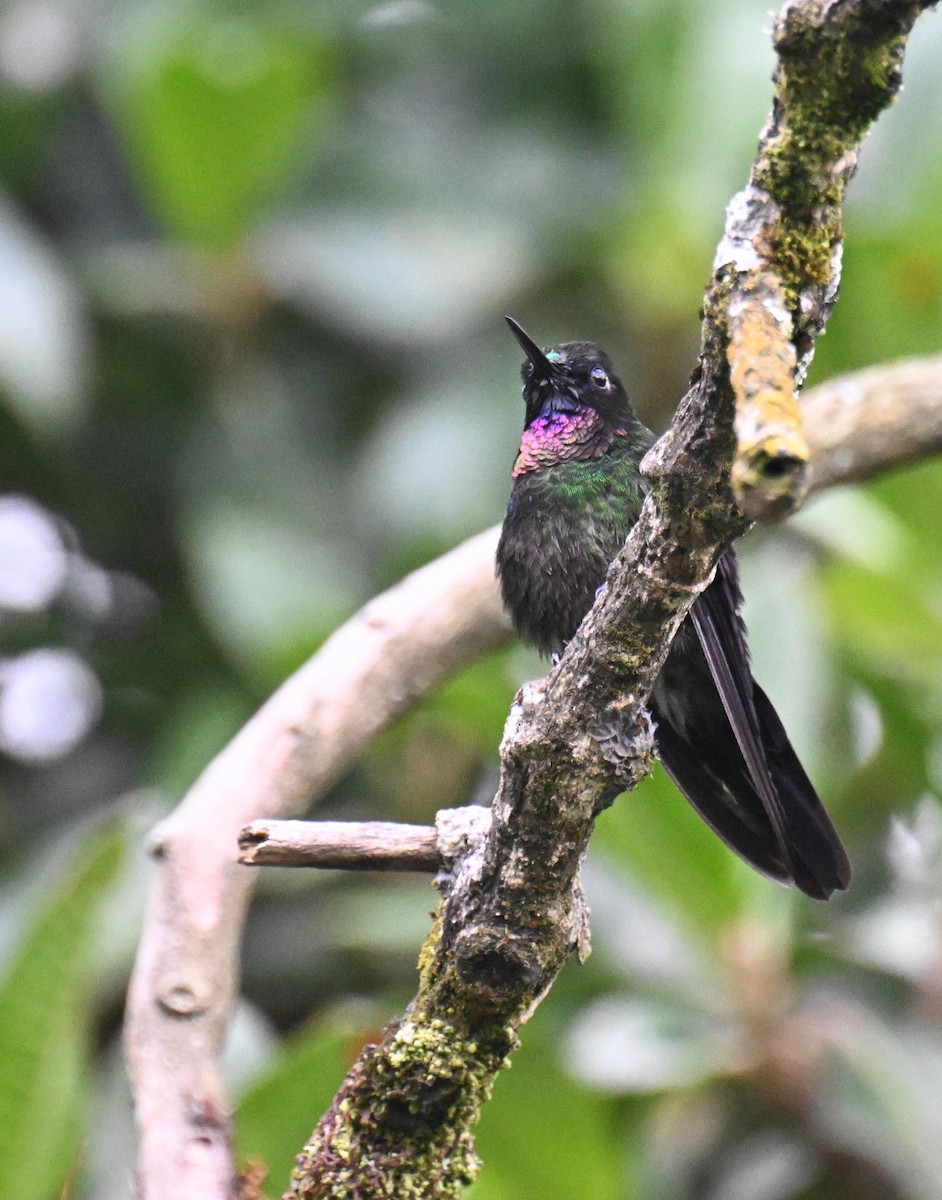 Tourmaline Sunangel - ML645543334