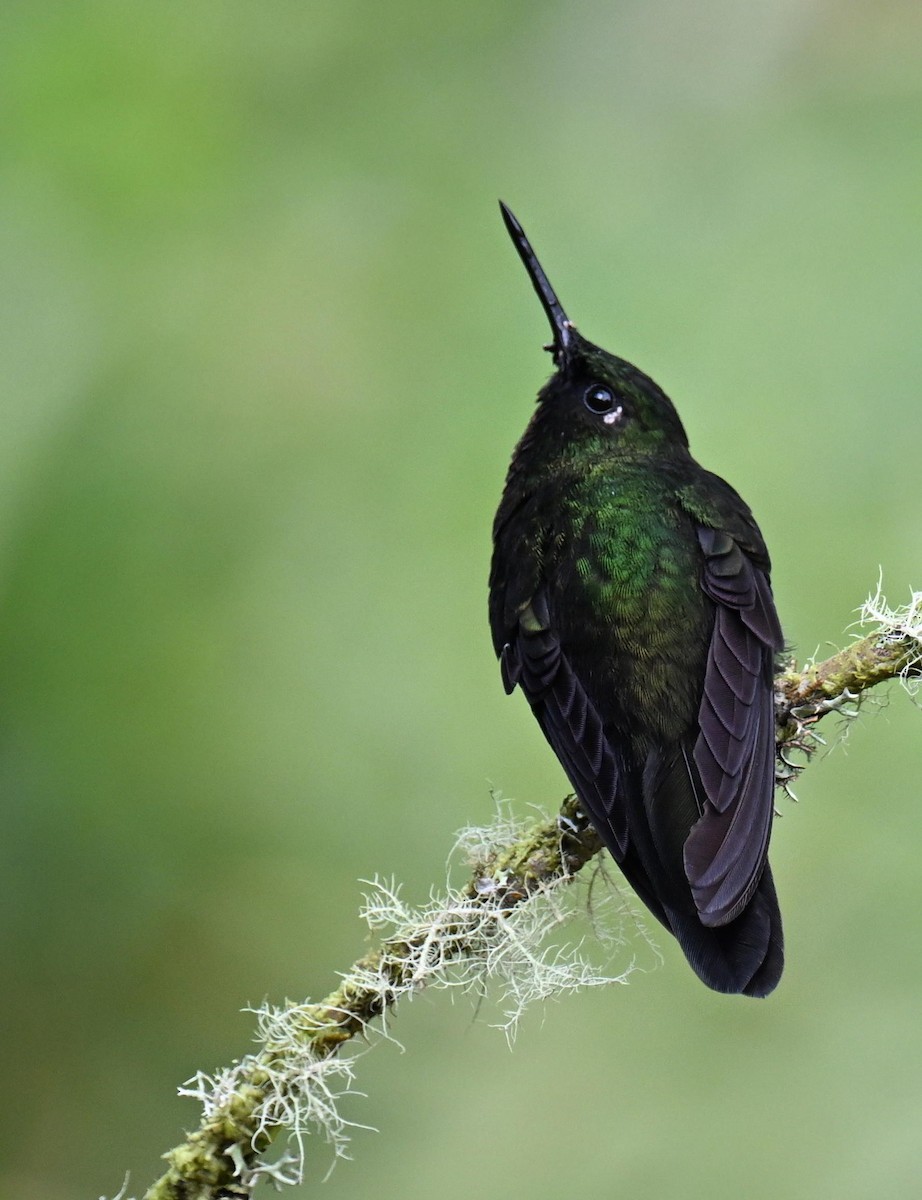 Tourmaline Sunangel - ML645543335