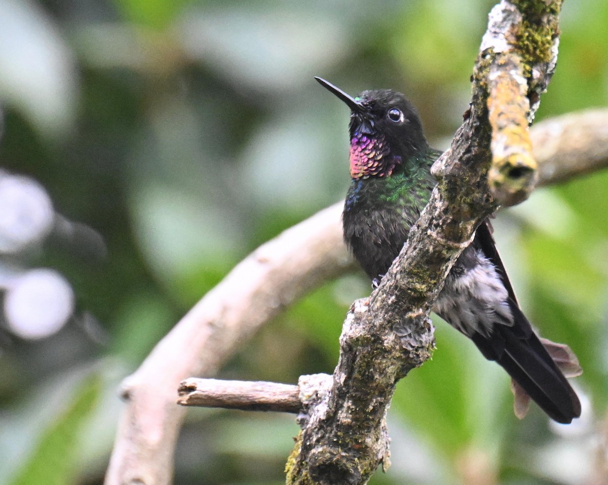 Tourmaline Sunangel - ML645543336