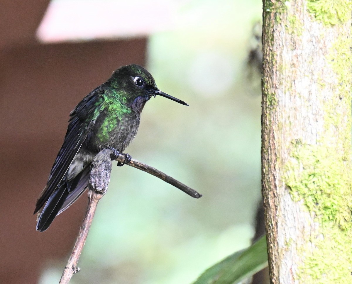 Tourmaline Sunangel - ML645543337