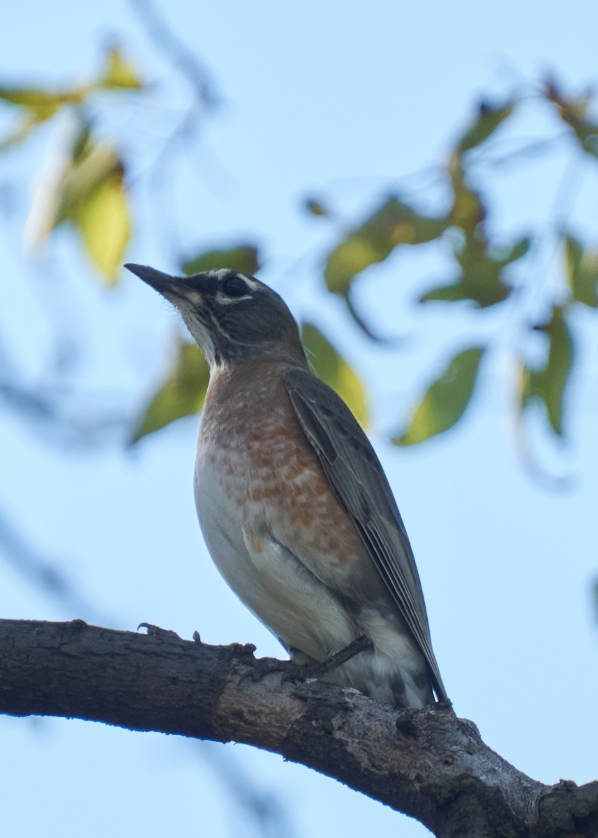 Wanderdrossel - ML645543338