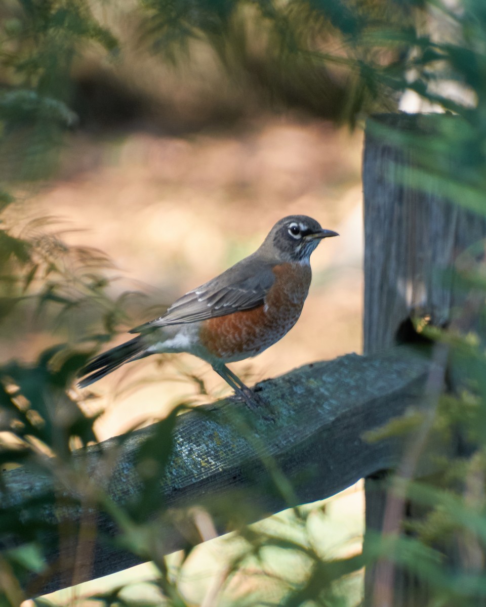 Wanderdrossel - ML645543340