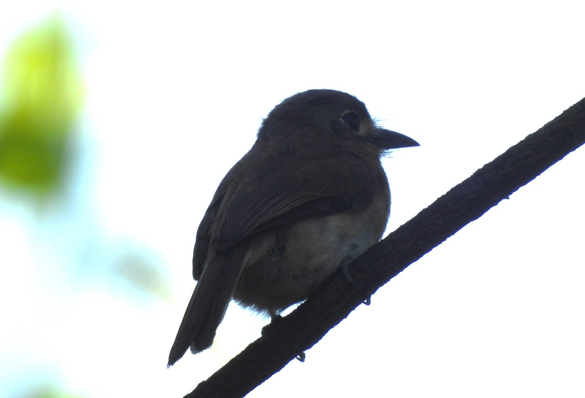 Рыжеватая ленивка - ML645543341