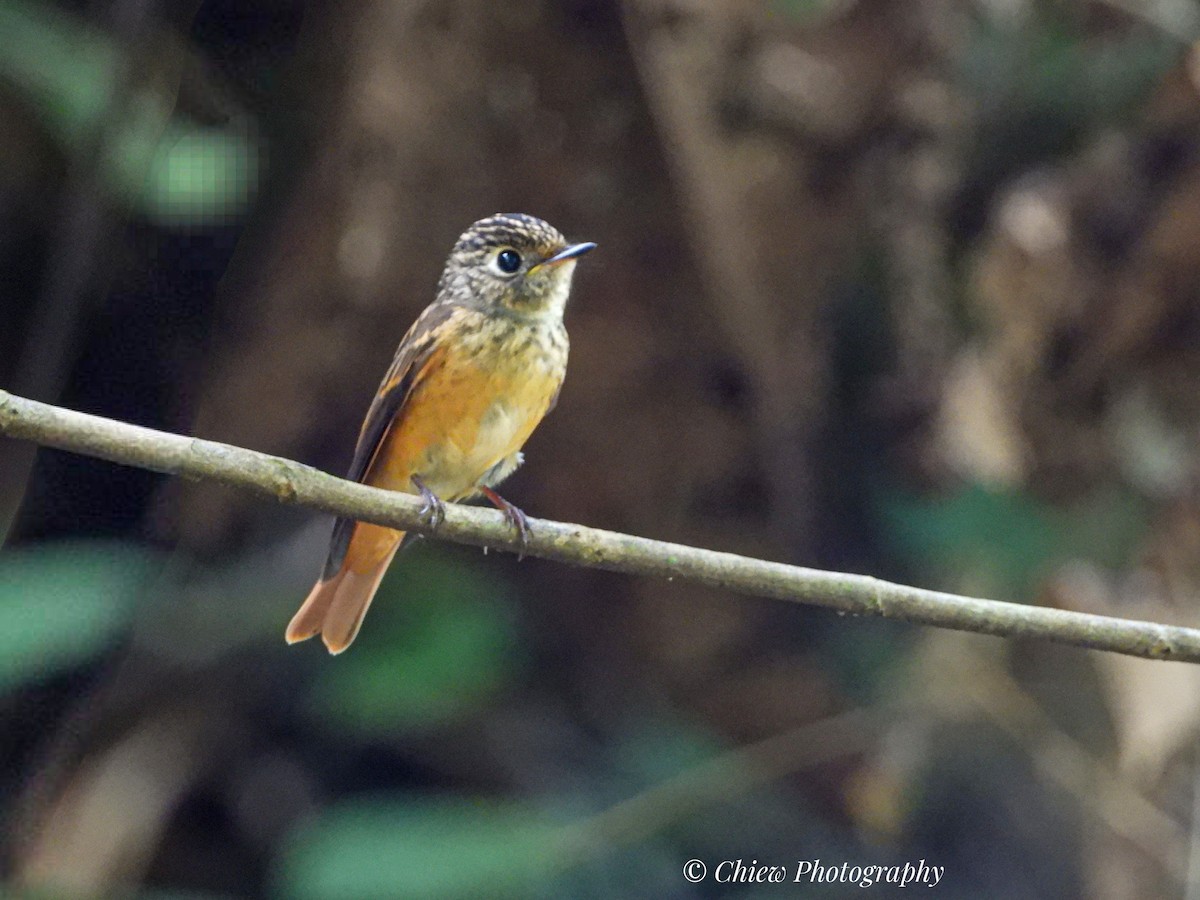 Ferruginous Flycatcher - ML645543342