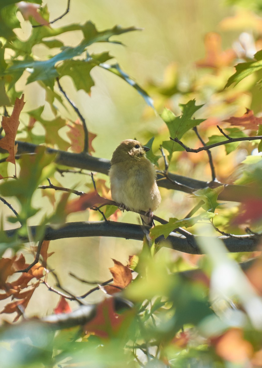 Goldzeisig - ML645543343