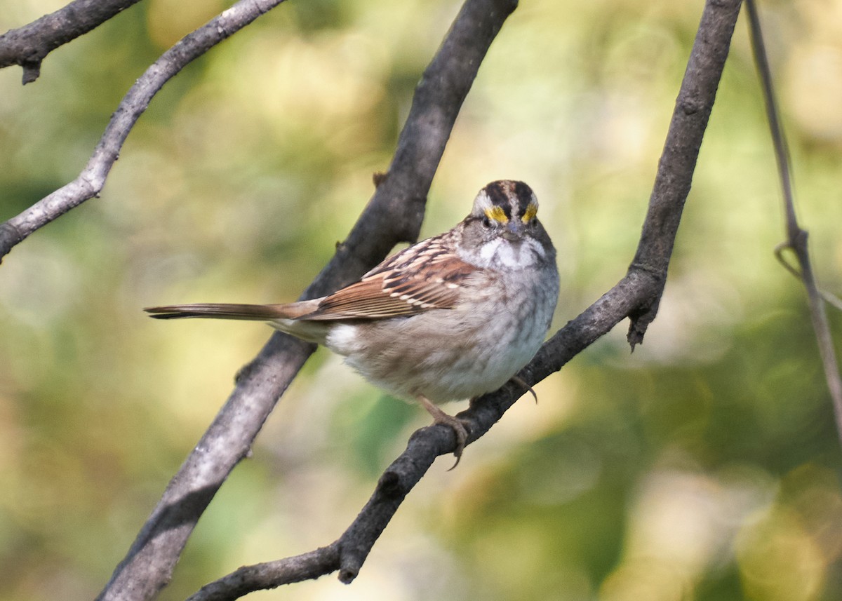 Weißkehlammer - ML645543346