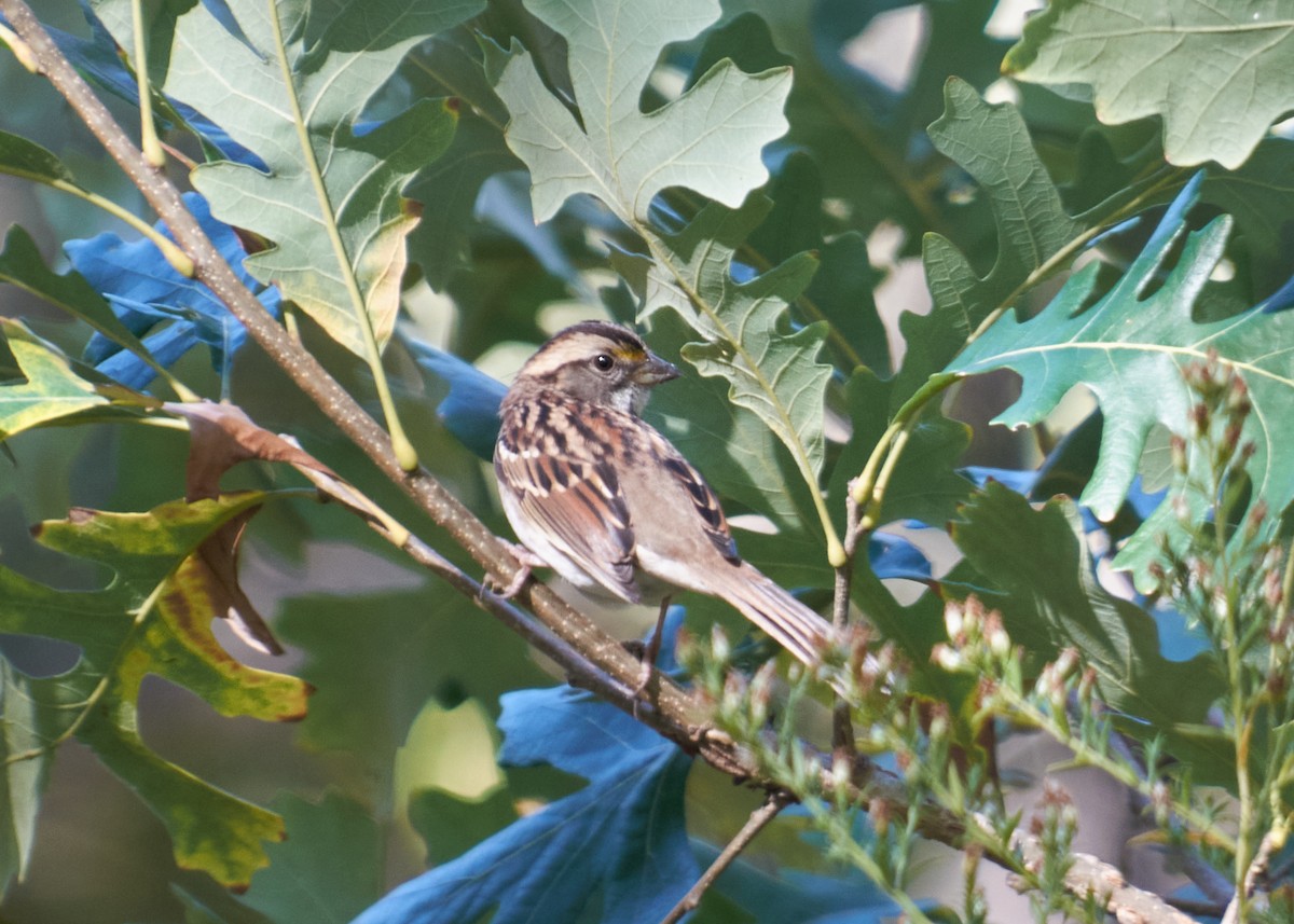 Weißkehlammer - ML645543347