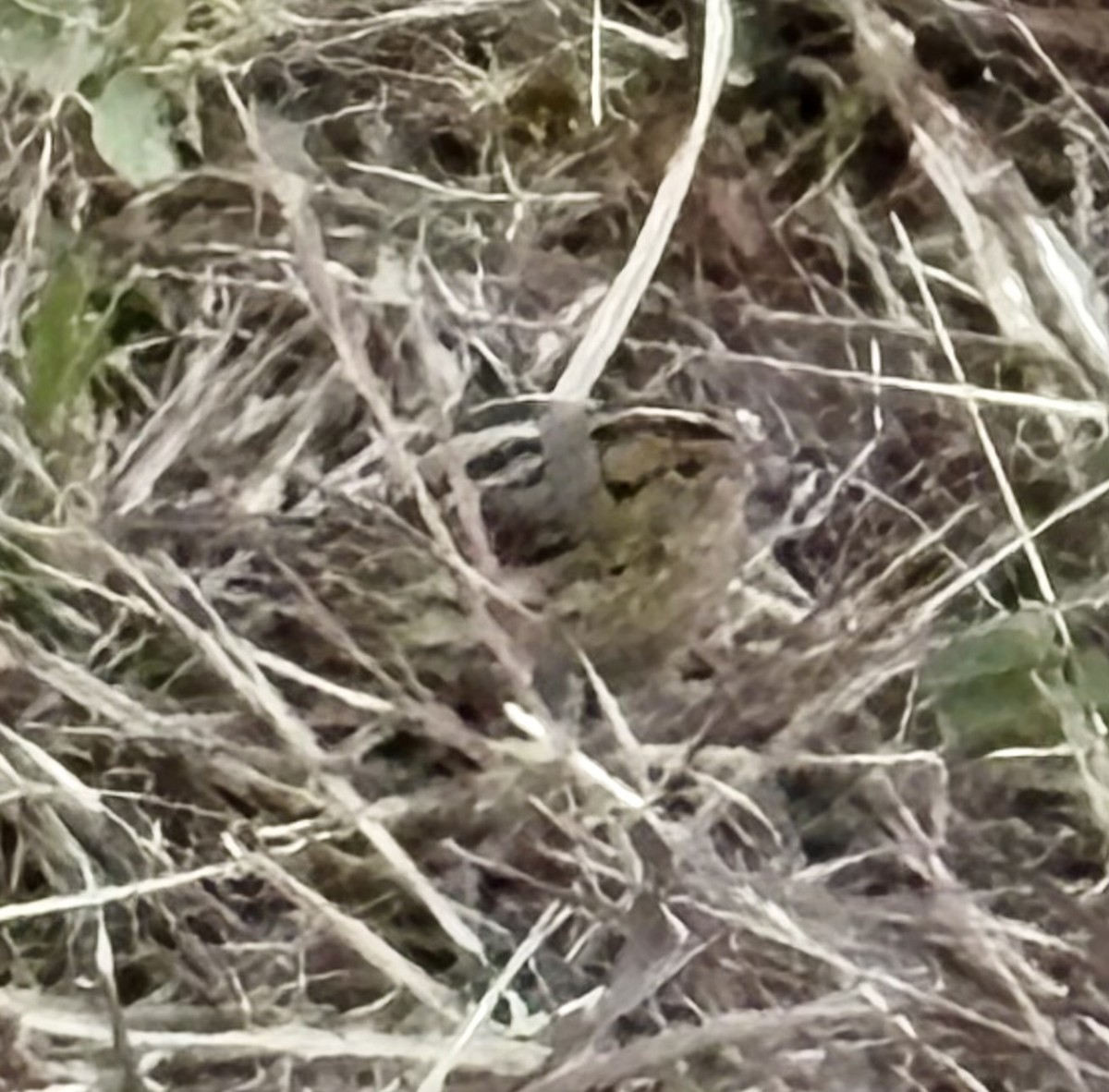 シロスジヒメドリ - ML645543360