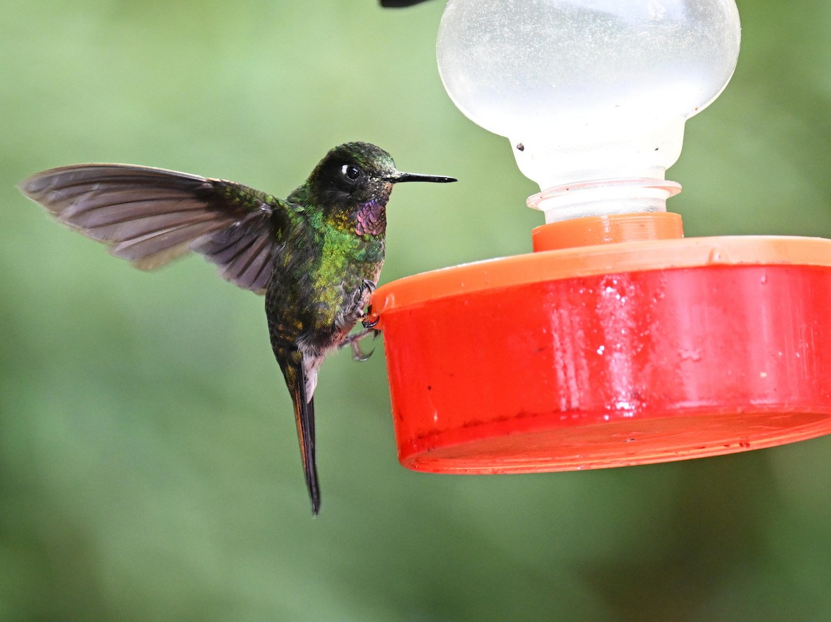 Tourmaline Sunangel - ML645543364