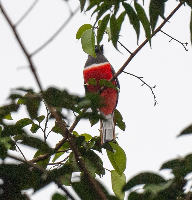 Malabar Trogon - ML645543376