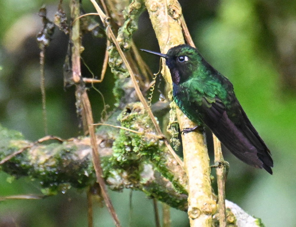 Tourmaline Sunangel - ML645543377