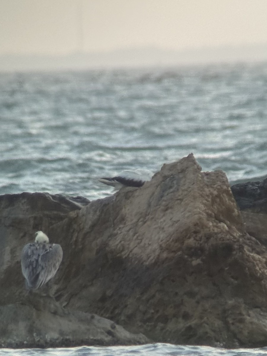 סולה אדומת-רגל - ML645543384