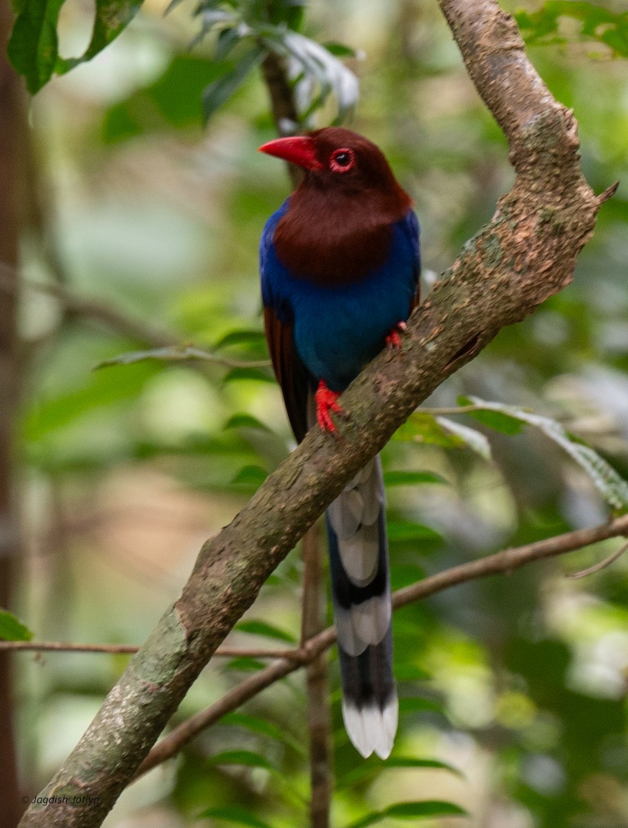 Pirolle de Ceylan - ML645543386