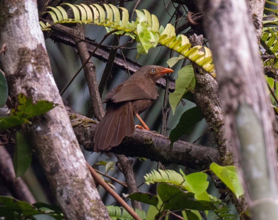Orange-billed Babbler - ML645543389