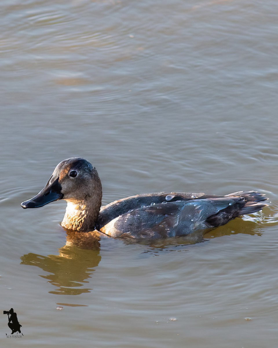 Common Pochard - ML645543390