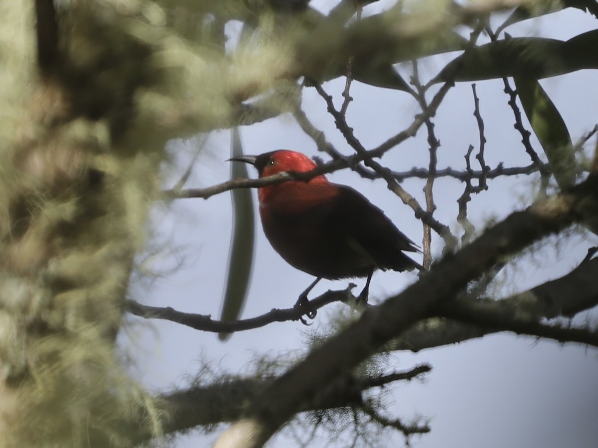 šatovník karmínový - ML645543391