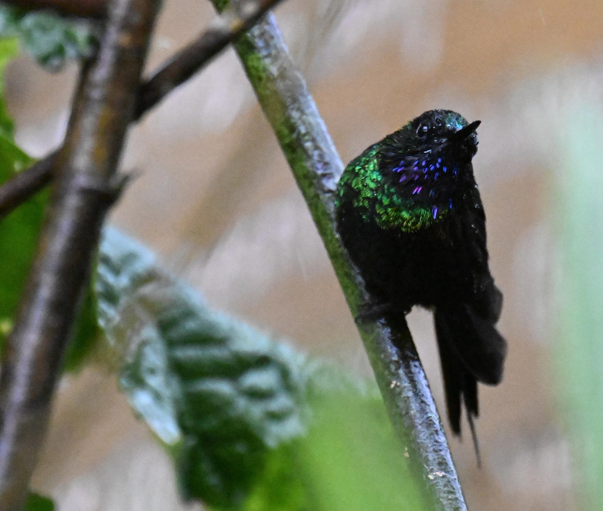 Tourmaline Sunangel - ML645543392