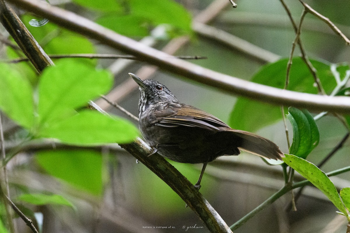 Ratina de Annam - ML645543403