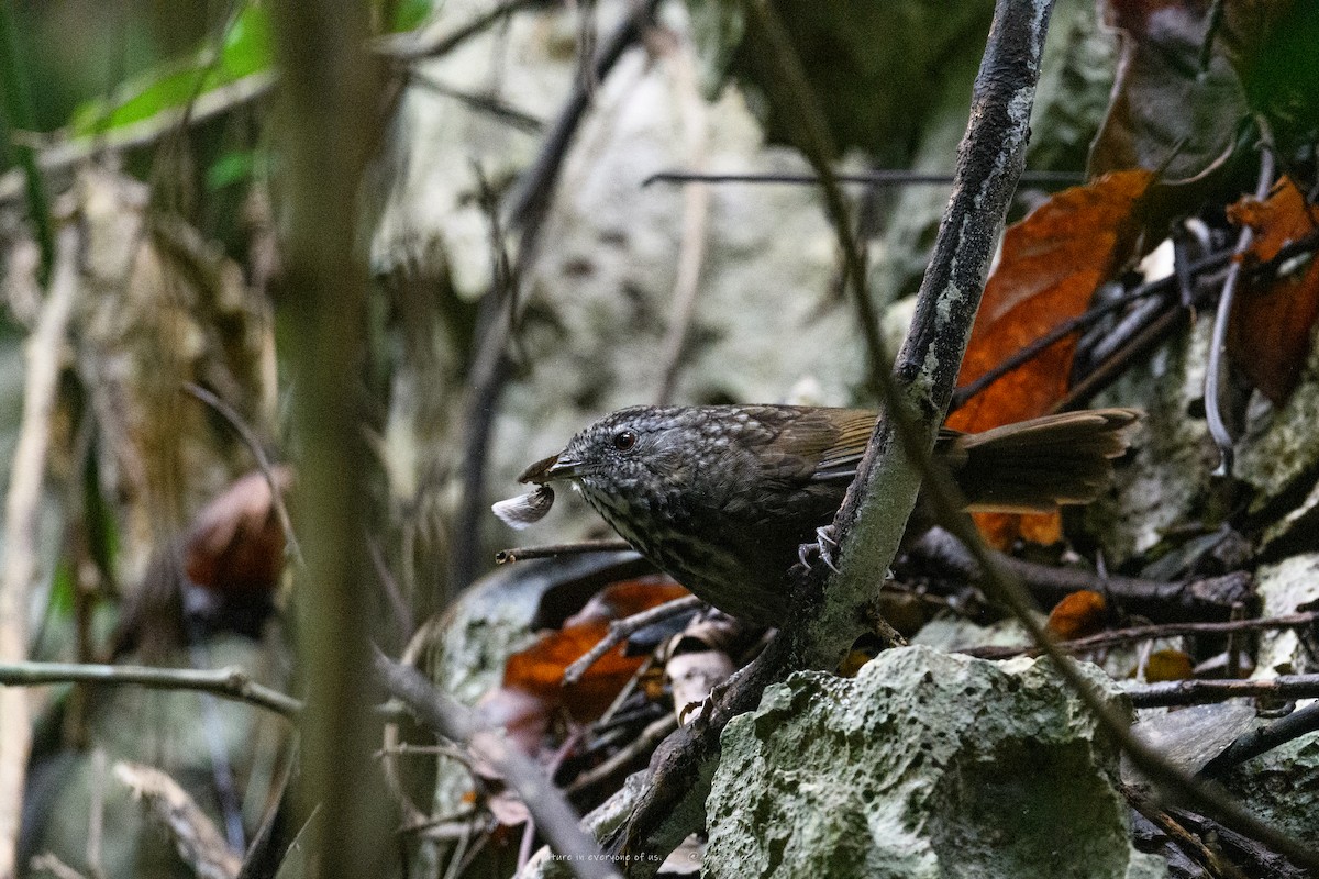 Annam Limestone Babbler - ML645543404
