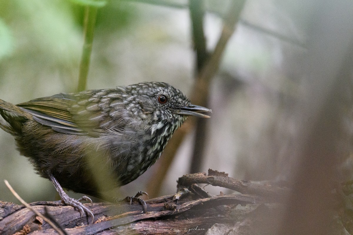 Ratina de Annam - ML645543405