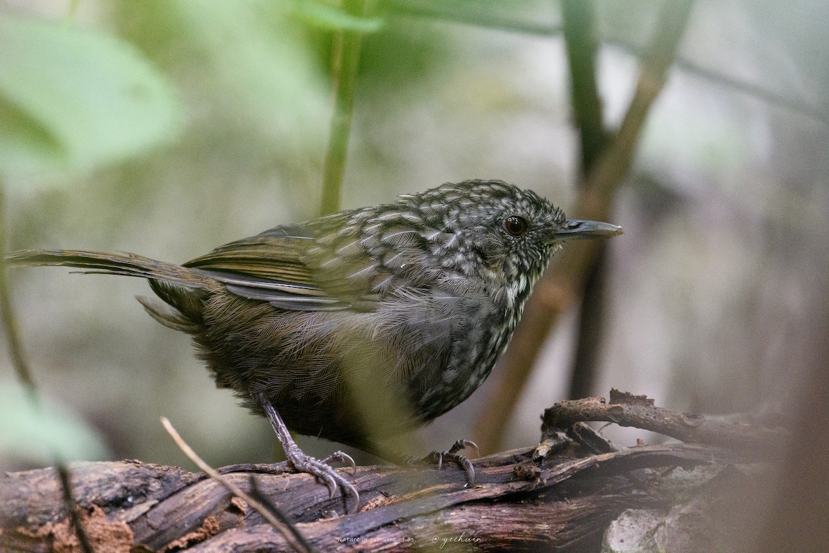 Annam Limestone Babbler - ML645543406