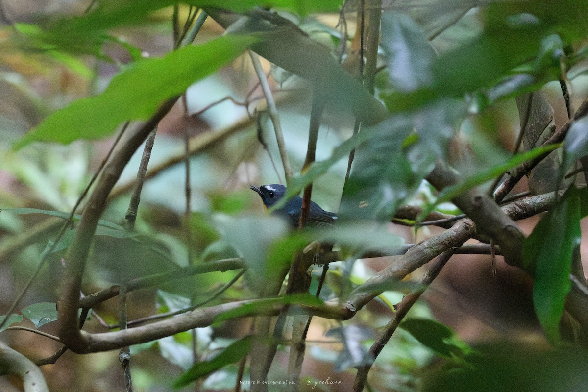 Papamoscas Cejiníveo - ML645543408