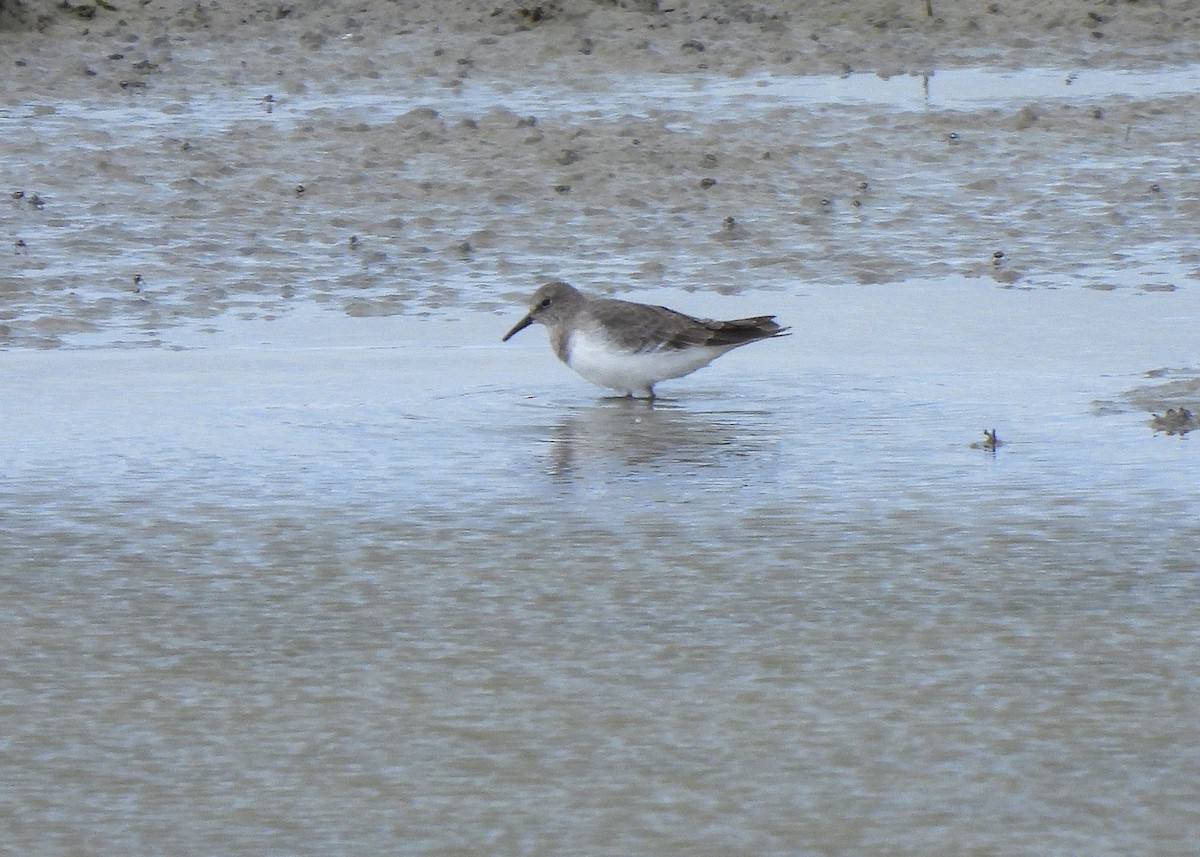 חופית טמינק - ML645543412