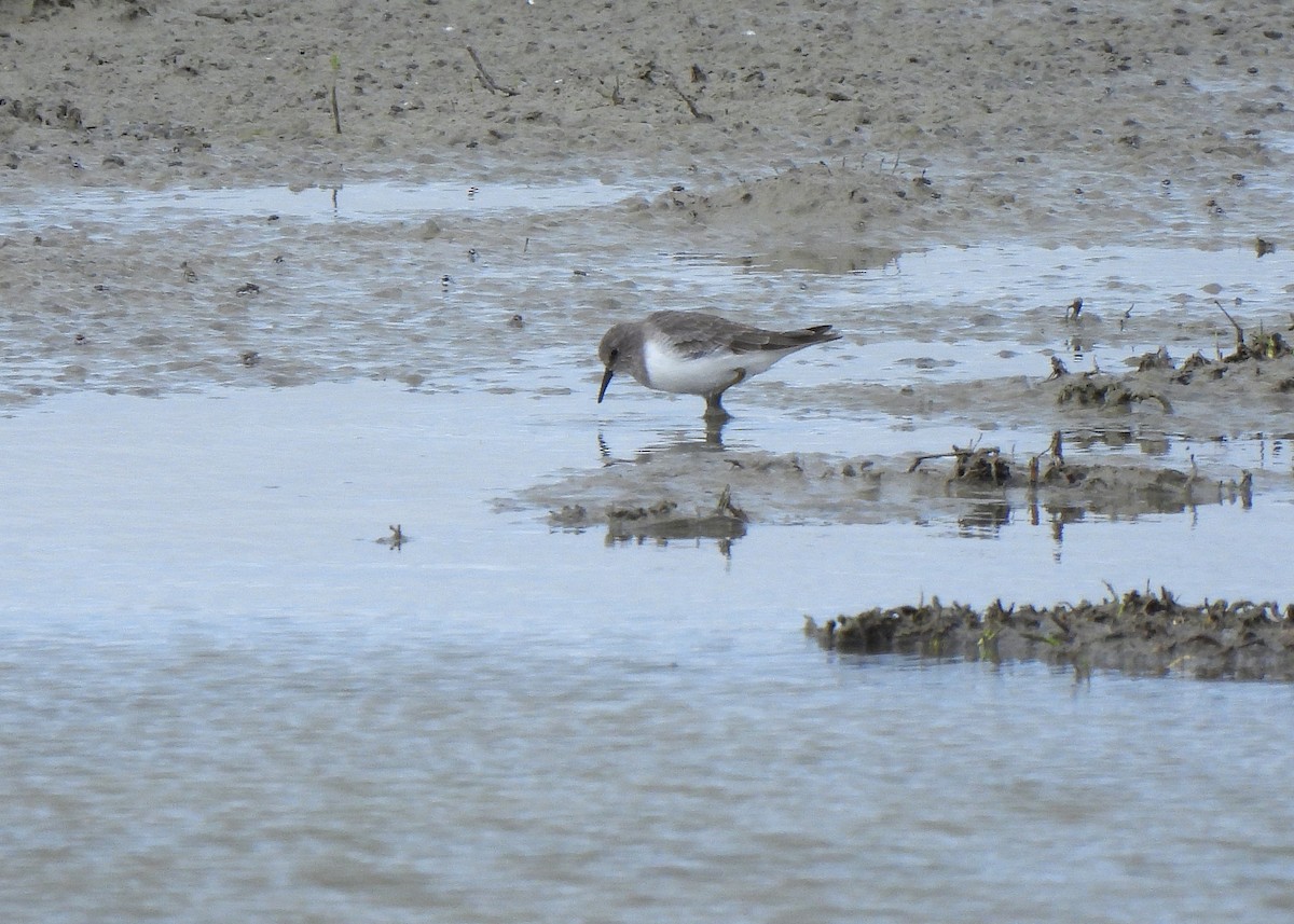חופית טמינק - ML645543413