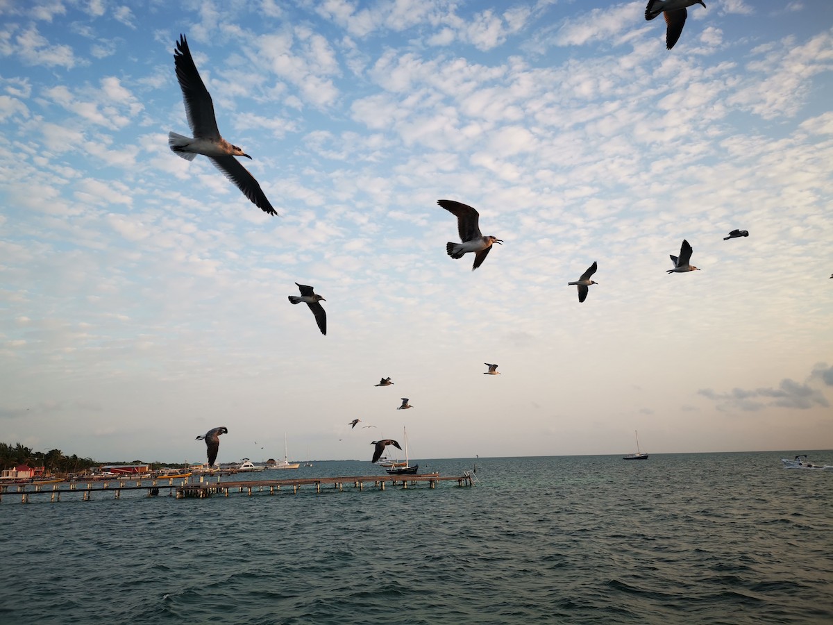 ワライカモメ - ML645543415