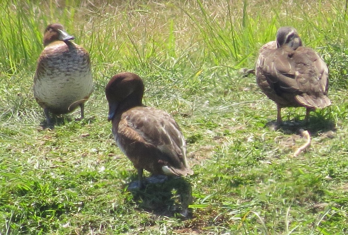 Hardhead - ML645543418