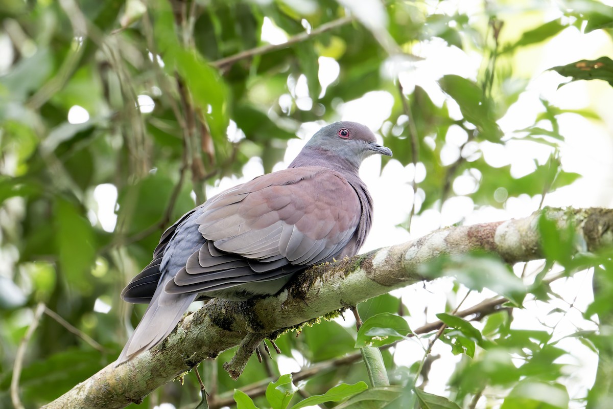 Pale-vented Pigeon - ML645543426