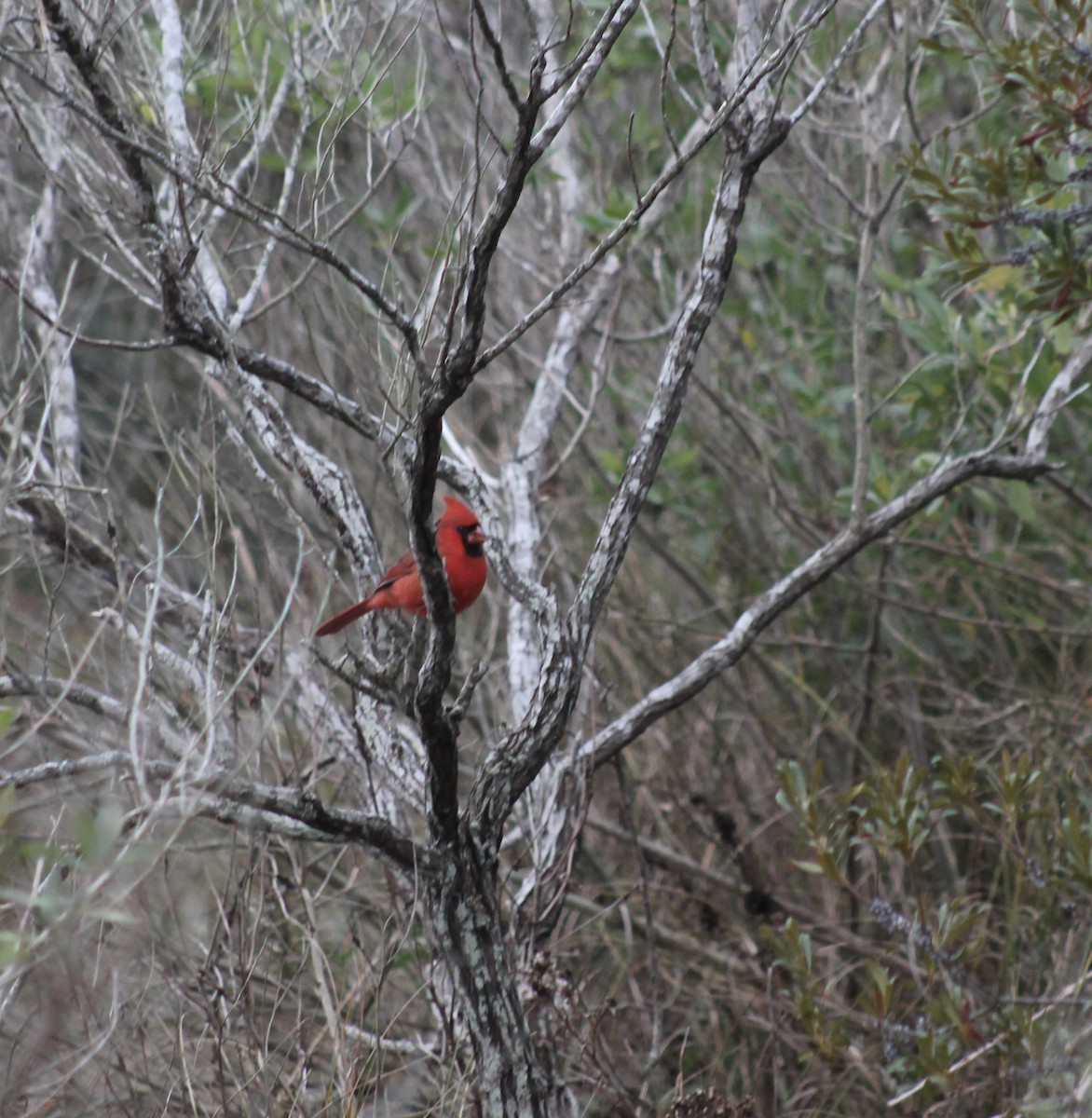 Northern Cardinal - ML645543429