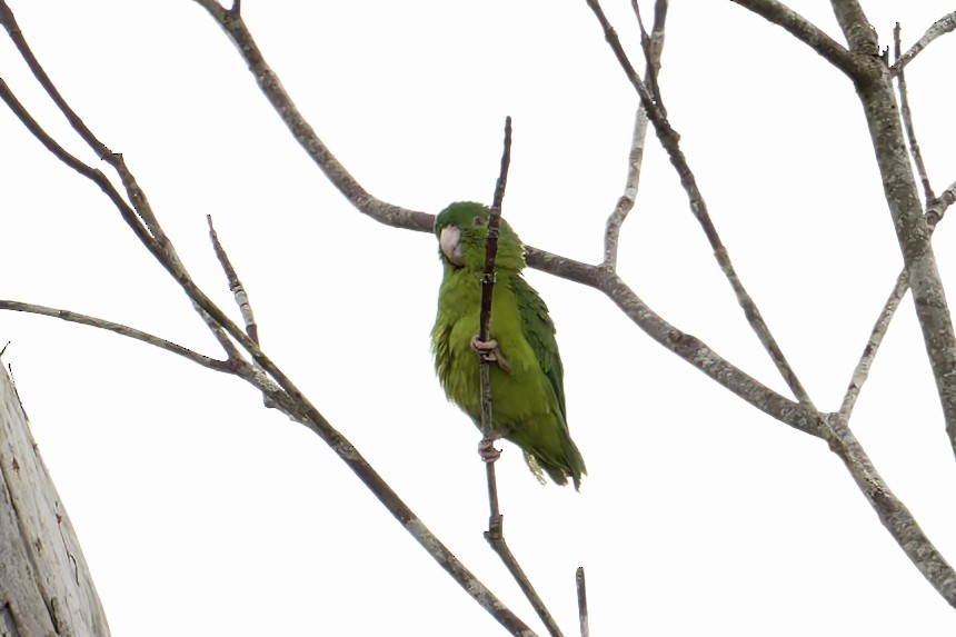 Riparian Parrotlet - ML645543438
