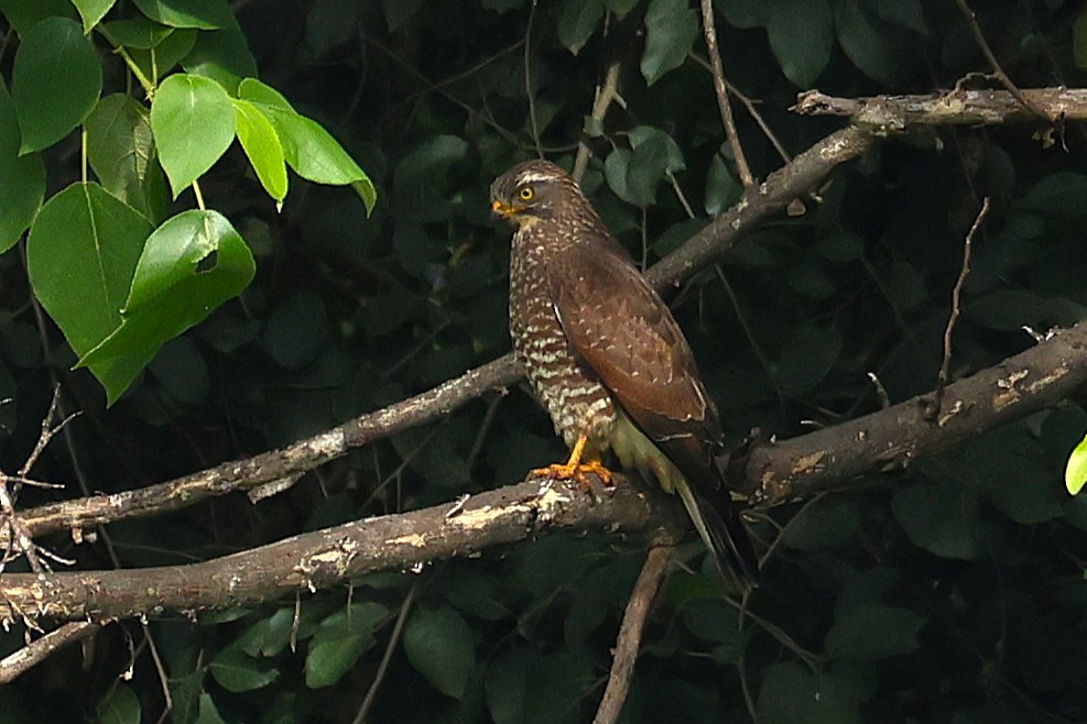 Gray-faced Buzzard - ML645543439