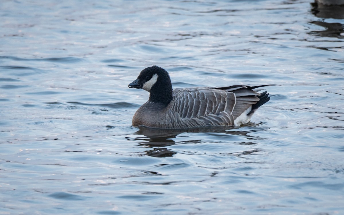 Cackling Goose (minima) - ML645543440