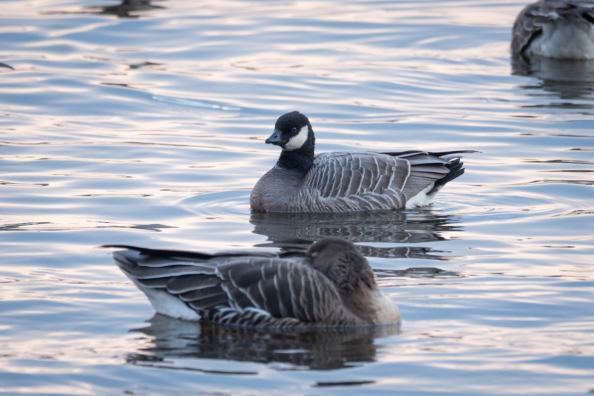 Cackling Goose (minima) - ML645543441