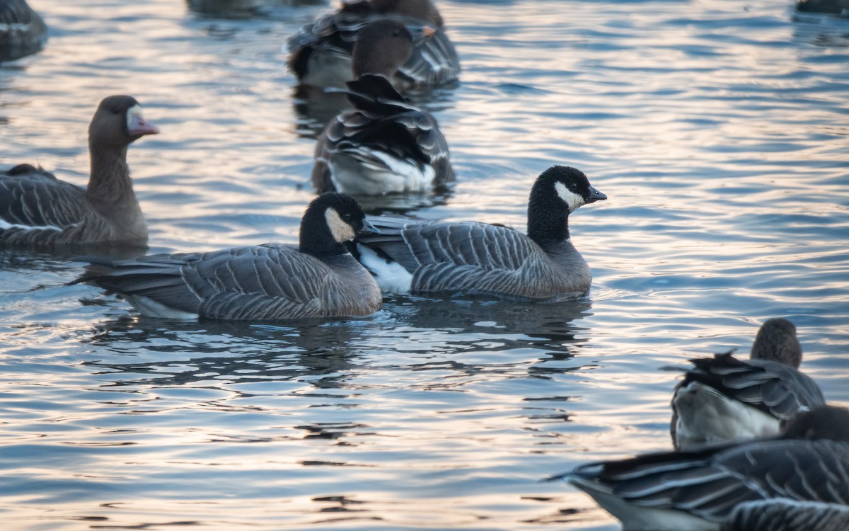 Cackling Goose (minima) - ML645543442
