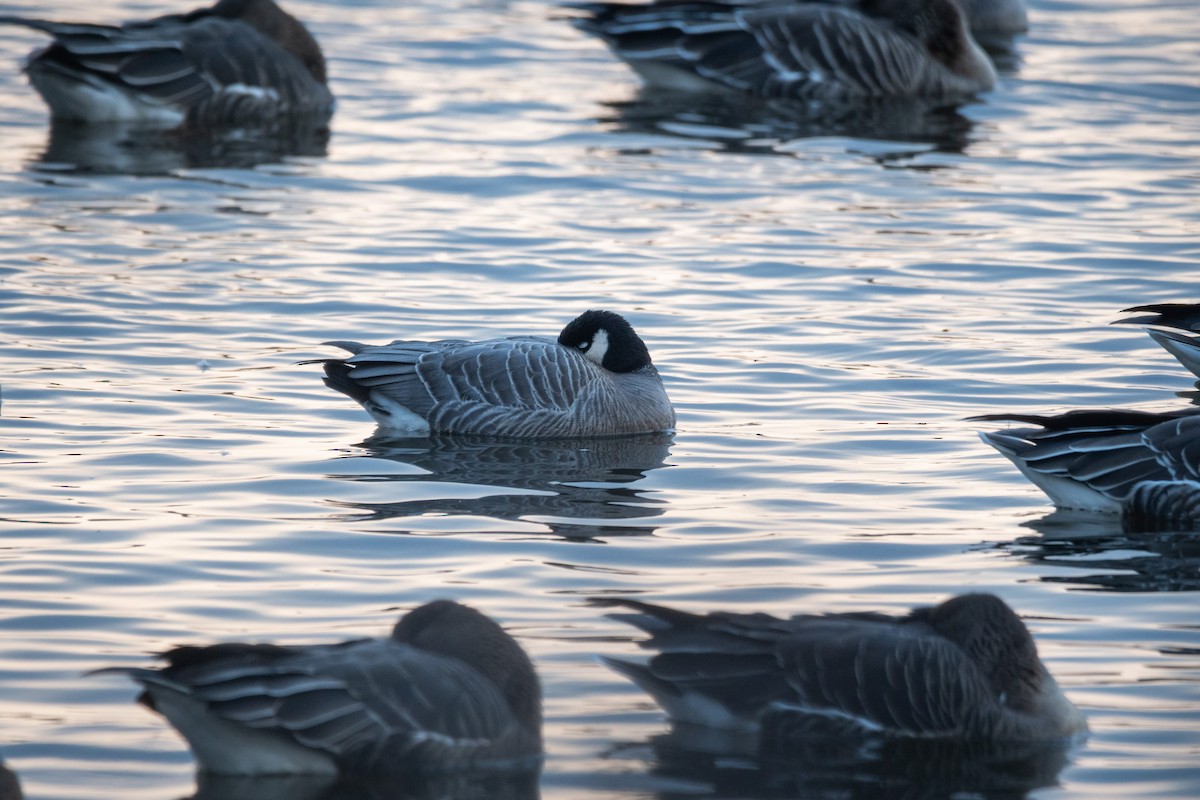 Cackling Goose (minima) - ML645543443