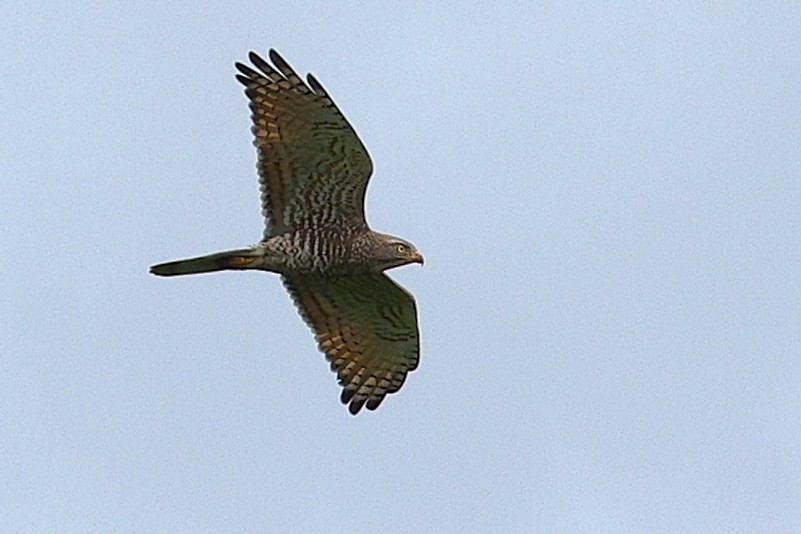 Gray-faced Buzzard - ML645543444