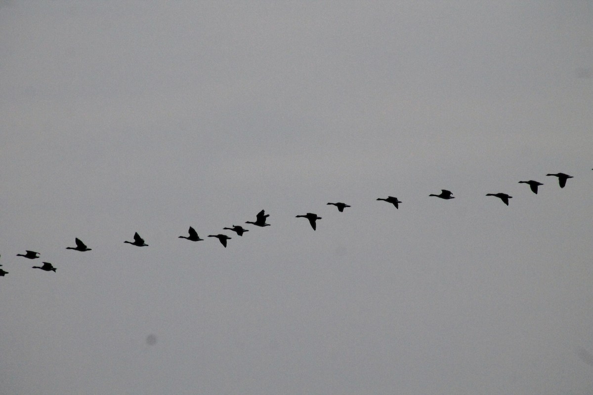 Canada Goose - ML645543462