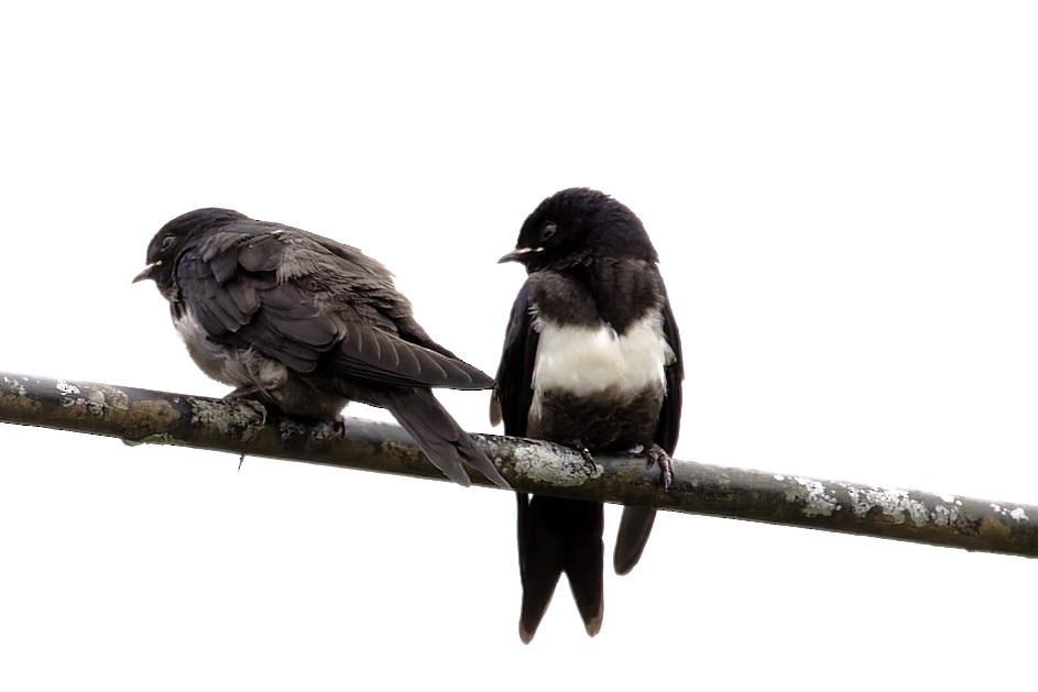 White-banded Swallow - ML645543479